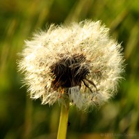 /album/macro/frida-dumont-img-8763-jpg/